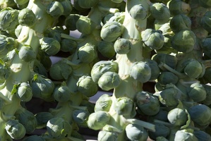 314-8290 Brussels Sprouts, Farmers Market, Madison, WI.jpg